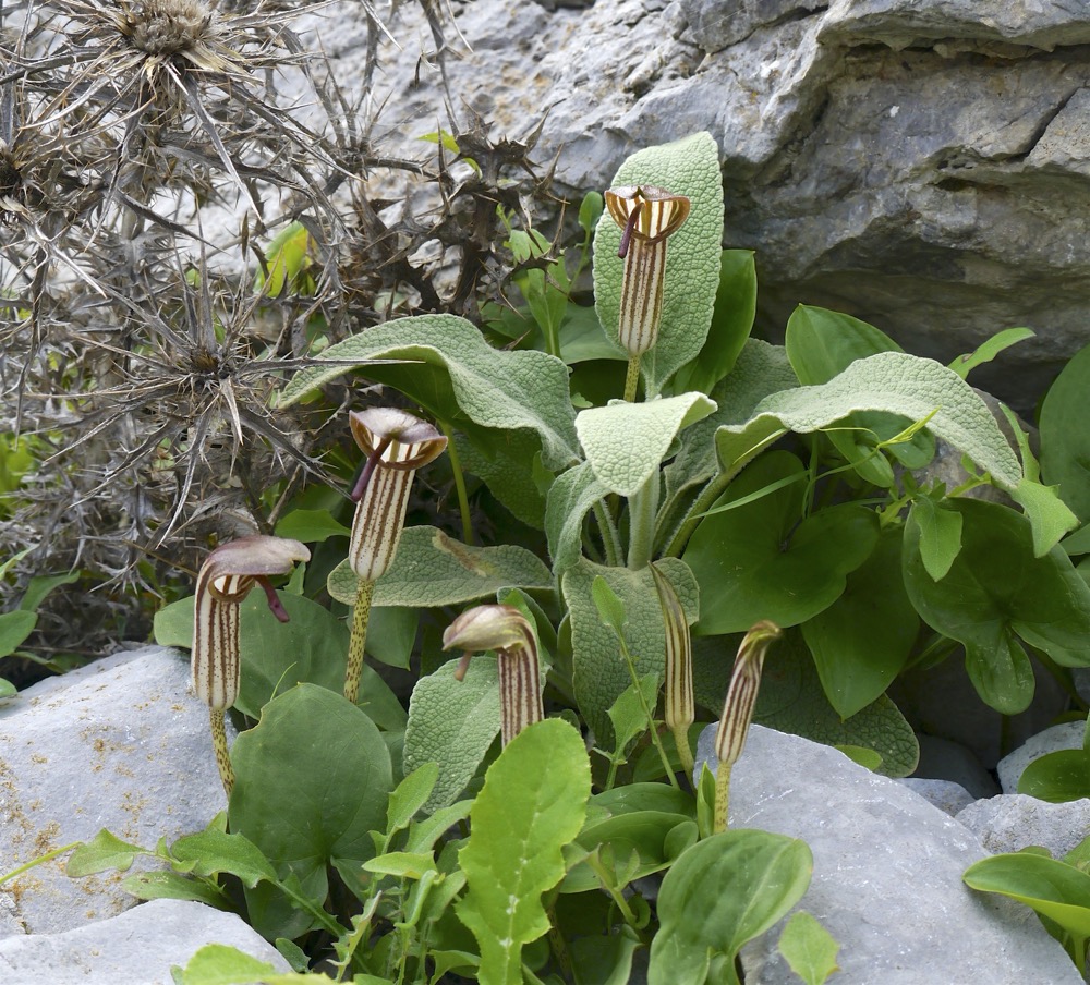 Arisarum vulgare