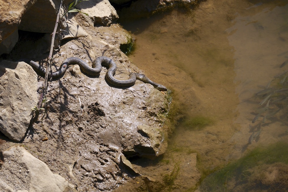 Dice Snake (Natrix Tessellata) fishing (it caught a fish), Hapimag footbridge